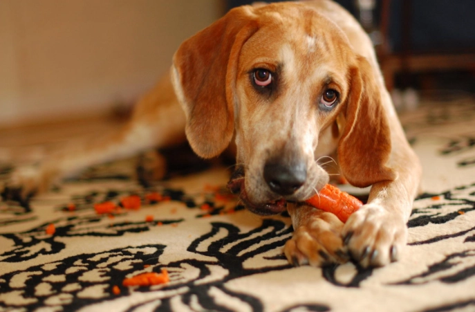 狗狗發情期結紮 狗狗發情期結紮