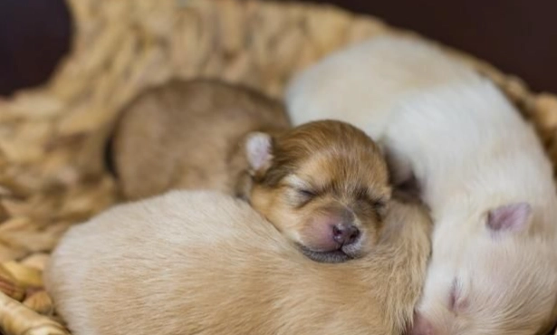 幼犬呼吸急促原因