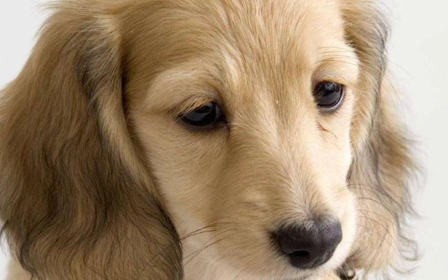 老年犬行為問題