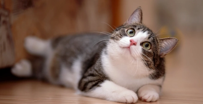 狗狗嘔吐粉紅色原因 狗狗嘔吐粉紅色原因