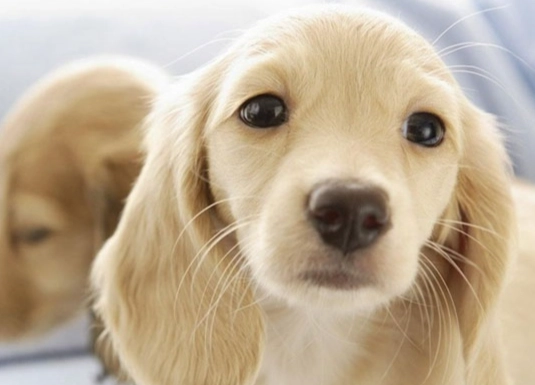 狗狗平衡失調護理