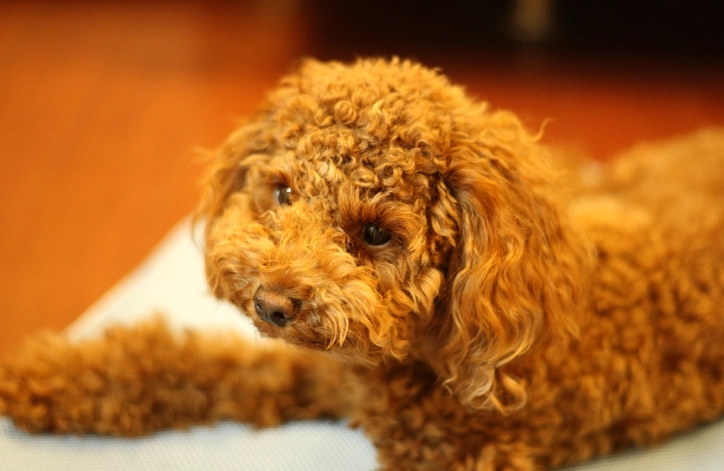 狗瞳孔發紅原因