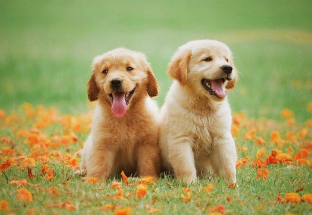 狗洗牙注意事項