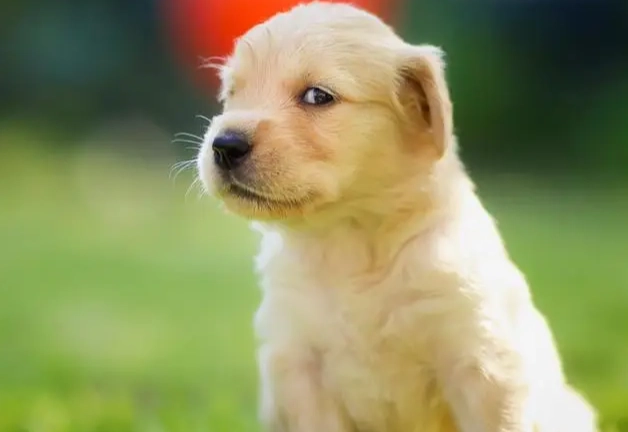 狗狗前庭神經炎症狀