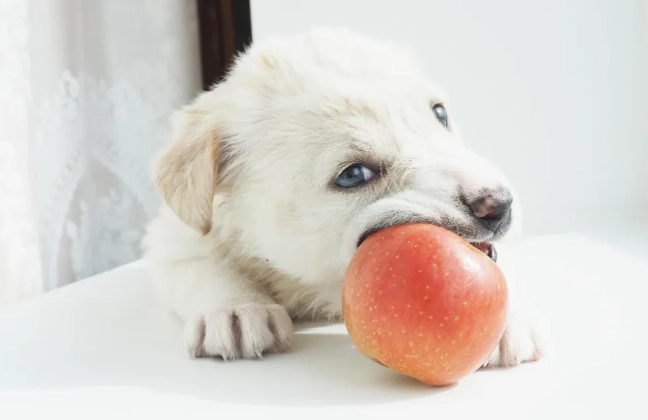 狗狗洗牙麻醉風險