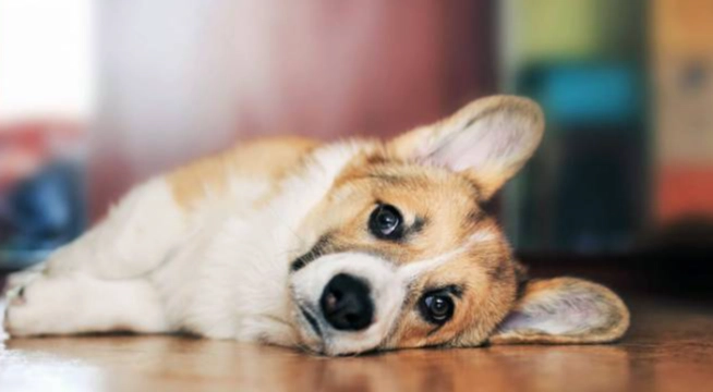 狗狗平衡失調照護