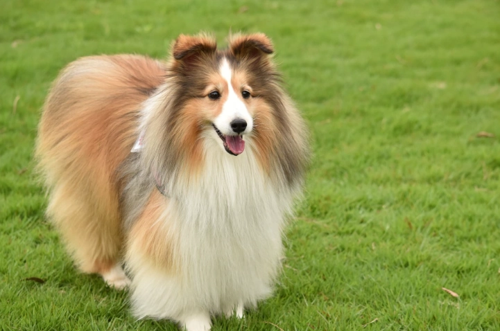 狗狗流口水原因