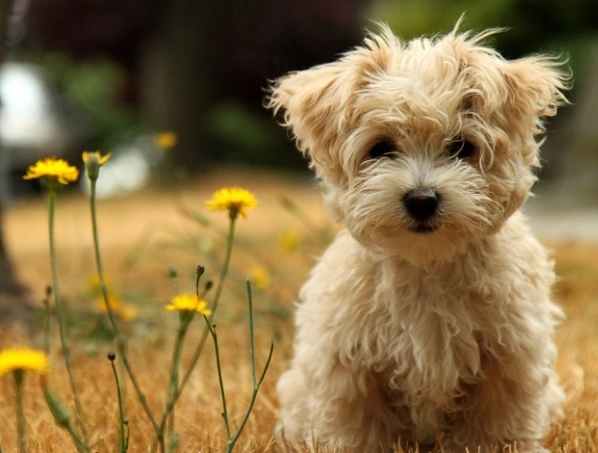 狗牙齦發黑原因