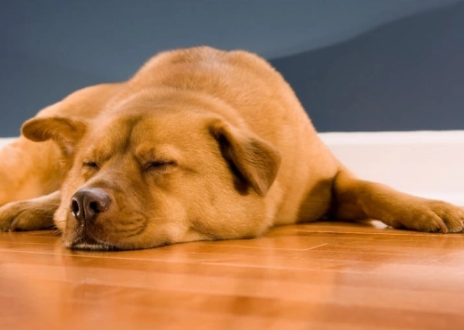 狗狗腸胃炎症狀