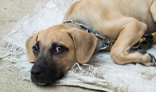 狗狗做錯事怎麼辦