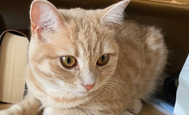 養貓濕疹預防 養貓濕疹預防