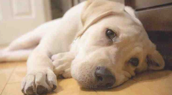 狗狗泌尿系統藥物