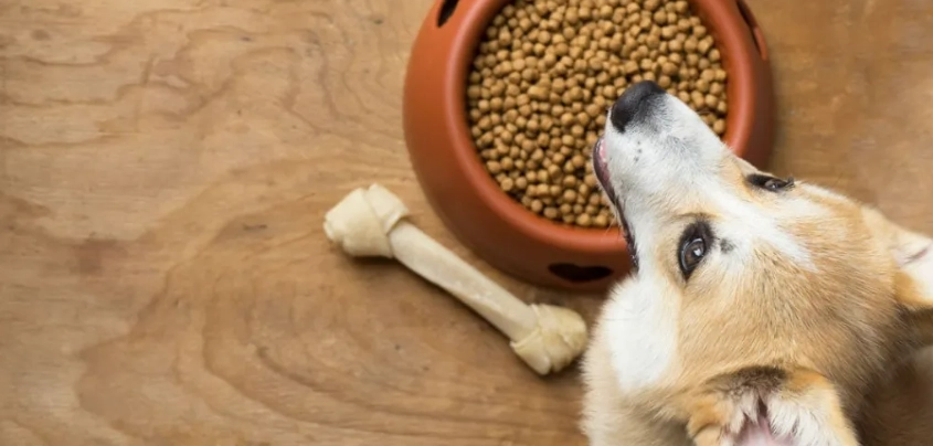 狗狗口水黏稠怎麼辦