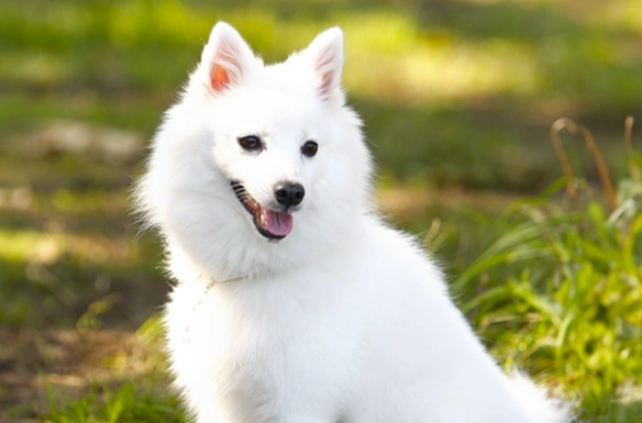 狗狗牙周病症狀