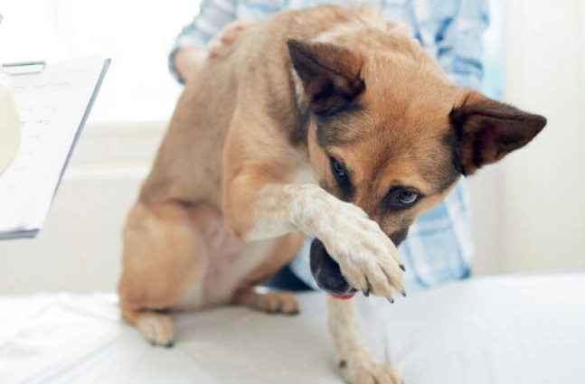 狗狗呼吸急促 狗狗呼吸急促