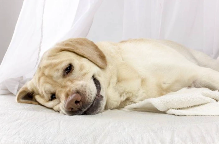 狗狗呼吸急促原因