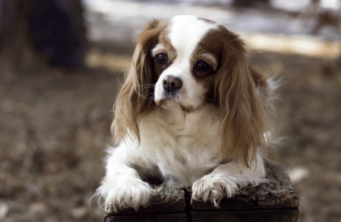 狗狗飲食禁忌 狗狗飲食禁忌