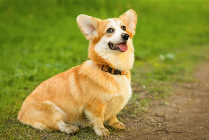 狗狗感冒居家照護