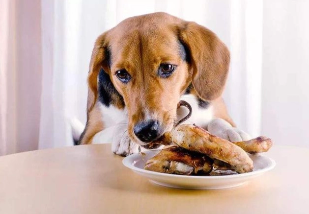 公狗發情處理 公狗發情處理