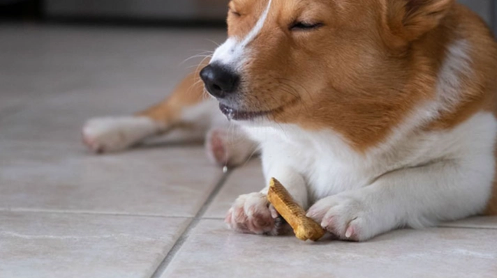 寵物咀嚼玩具安全