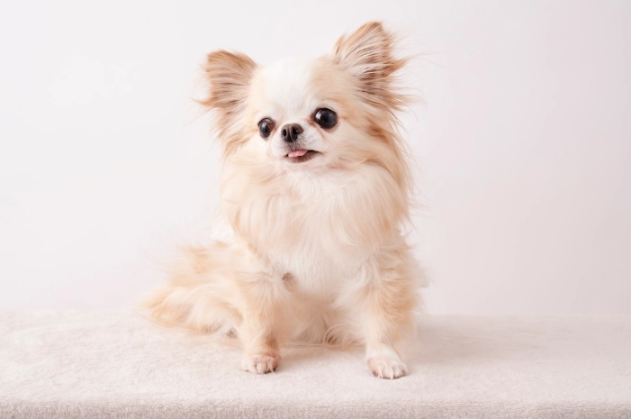 狗狗食欲不振 狗狗食欲不振