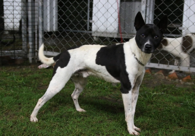 牛皮骨選購指南 牛皮骨選購指南