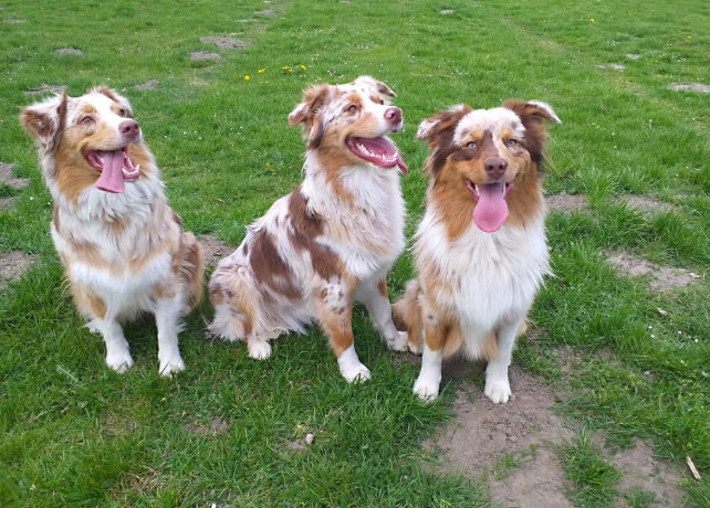 結紮後遛狗注意事項 結紮後遛狗注意事項