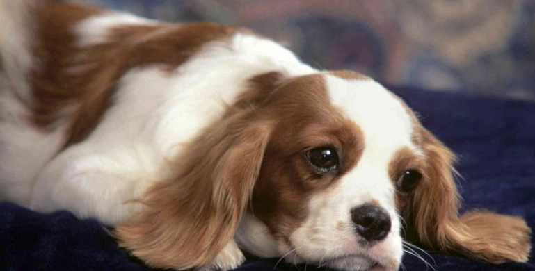 狗骨頭危險 狗骨頭危險