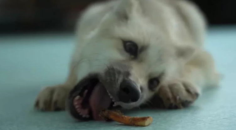 牛皮骨替代品 牛皮骨替代品