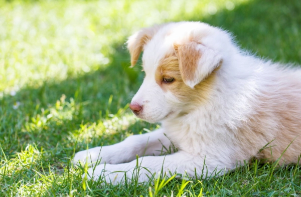 公狗發情期 公狗發情期