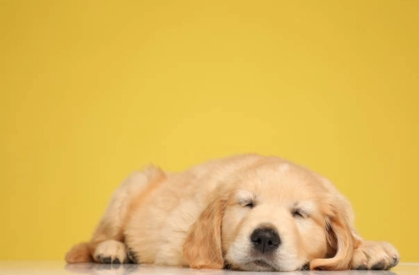 狗狗嘔吐腹瀉 多久會好