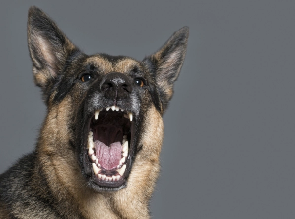 狗狗流口水原因