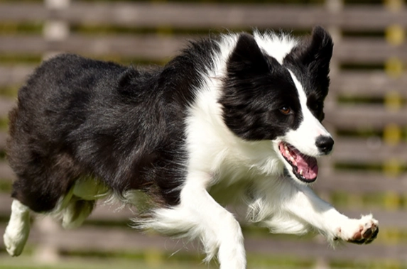 狗狗牙結石清除工具