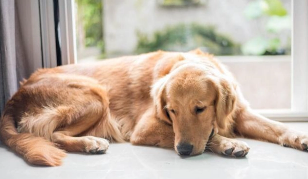 狗狗乳腺肿瘤症状 狗狗乳腺肿瘤症状