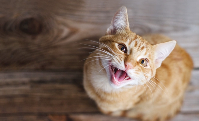 貓濕疹症狀 貓濕疹症狀