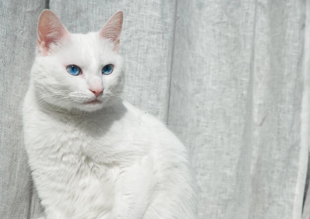 白貓照顧 白貓照顧