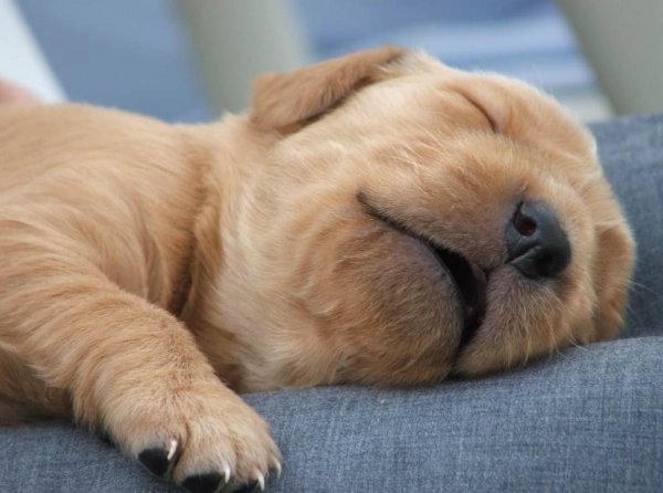 狗狗腸胃炎症狀