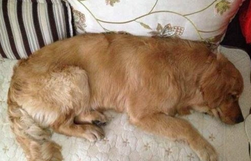 狗狗乳腺瘤飲食