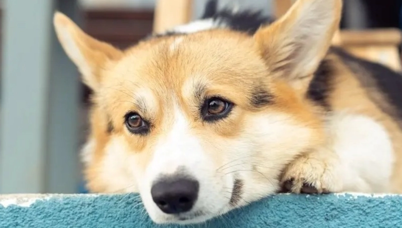 狗狗前庭症候群治療費用