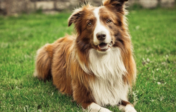 牙結石凝膠寵物