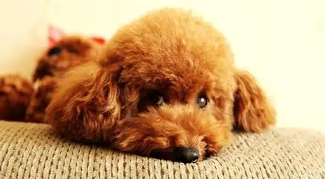 狗狗結膜炎症狀