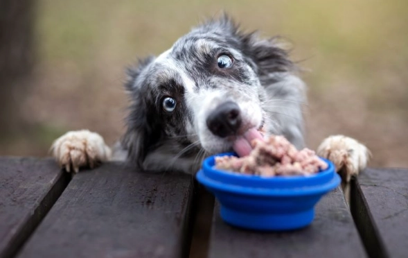 公狗發情期怎麼辦 公狗發情期怎麼辦