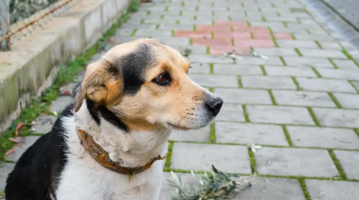 狗狗流口水原因