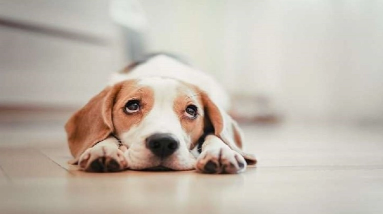 狗狗忘記主人處理