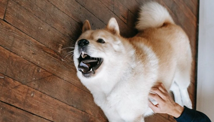 獸醫不推薦牛皮骨