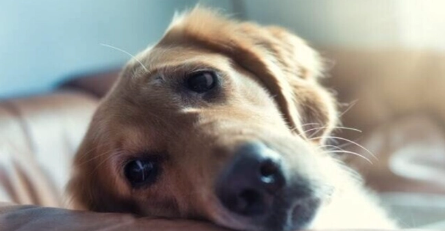 貴賓狗幾歲算老年 貴賓狗幾歲算老年