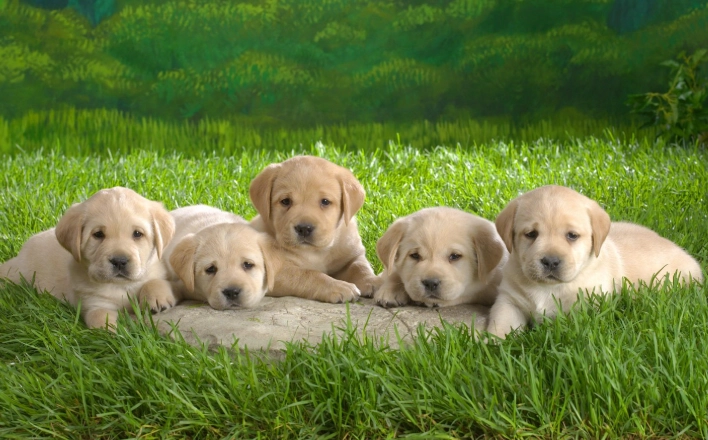 狗牙齦發黑原因