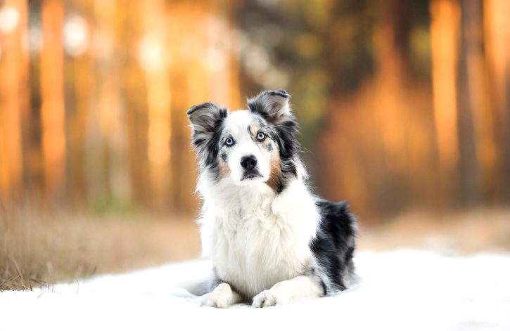 澳洲牧羊犬行為問題