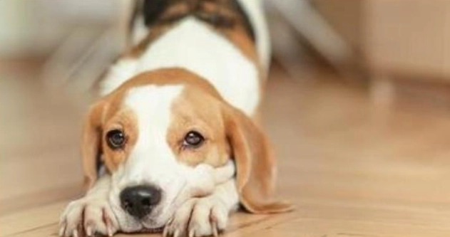 結紮後遛狗注意事項 結紮後遛狗注意事項