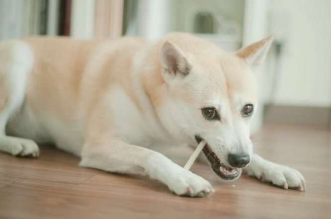 牛皮骨替代品 牛皮骨替代品